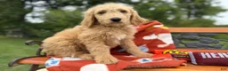 Labradoodle dogs for sale: Zena (Girl) - Ad 5