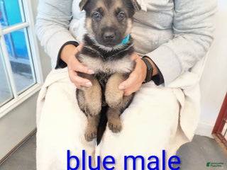 German Shepherd dogs - Ad 20