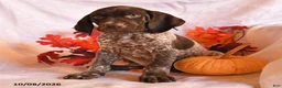 German Shorthaired Pointer dogs for sale: Chip - Ad 3