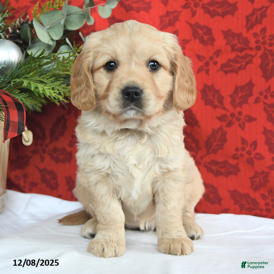 Miniature Golden Retriever dogs for sale: Faith - Ad 3