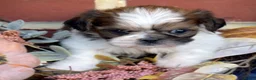 Shih Tzu dogs for sale: Biscuit - Ad 6