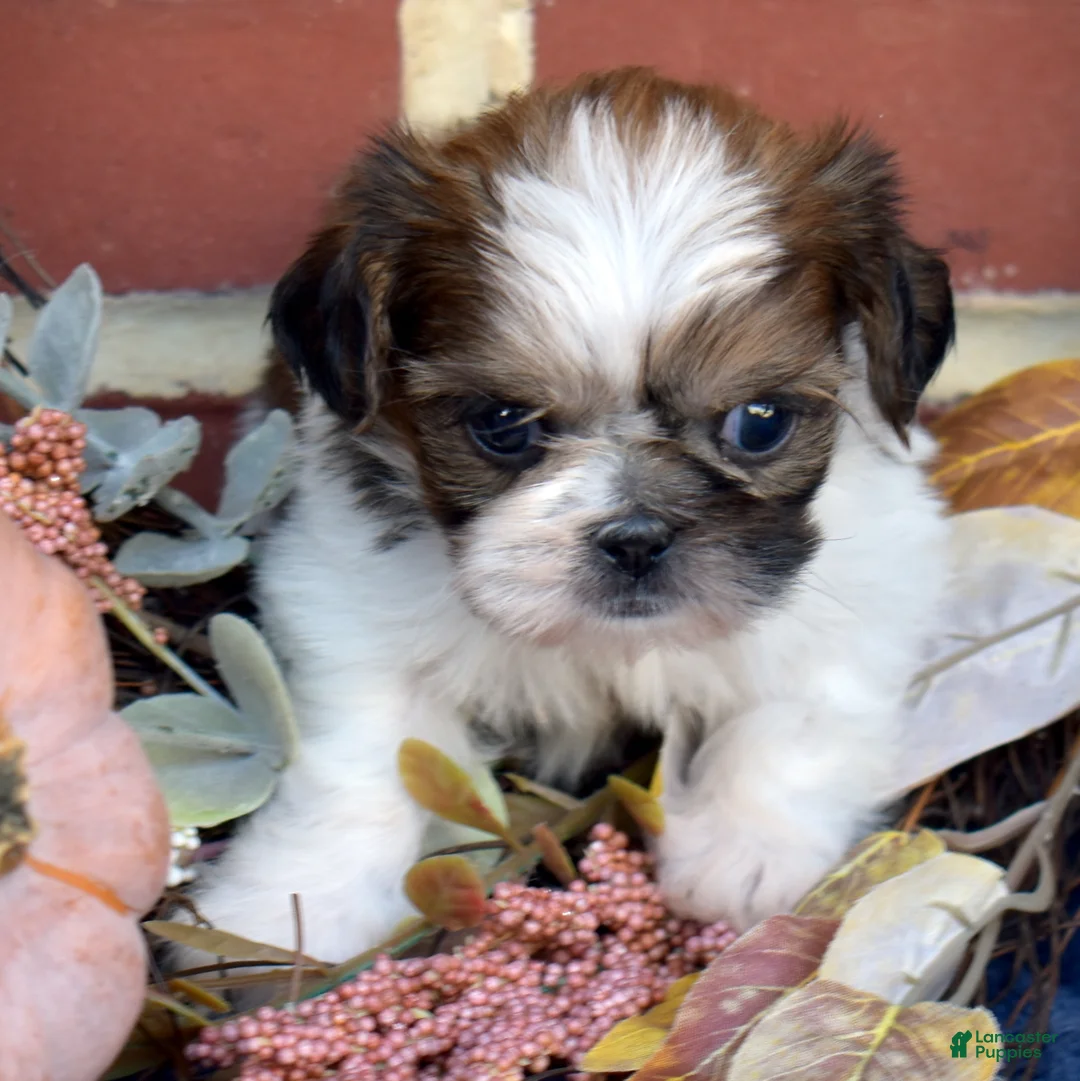 Shih Tzu dogs for sale: Biscuit - Ad 6