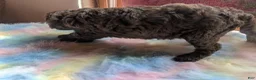 Labradoodle dogs for sale: Labradoodle 3 - Ad 7