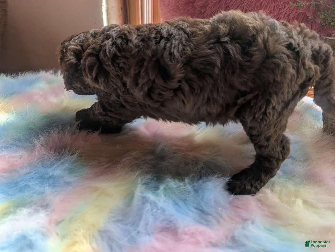 Labradoodle dogs for sale: Labradoodle 3 - Ad 7