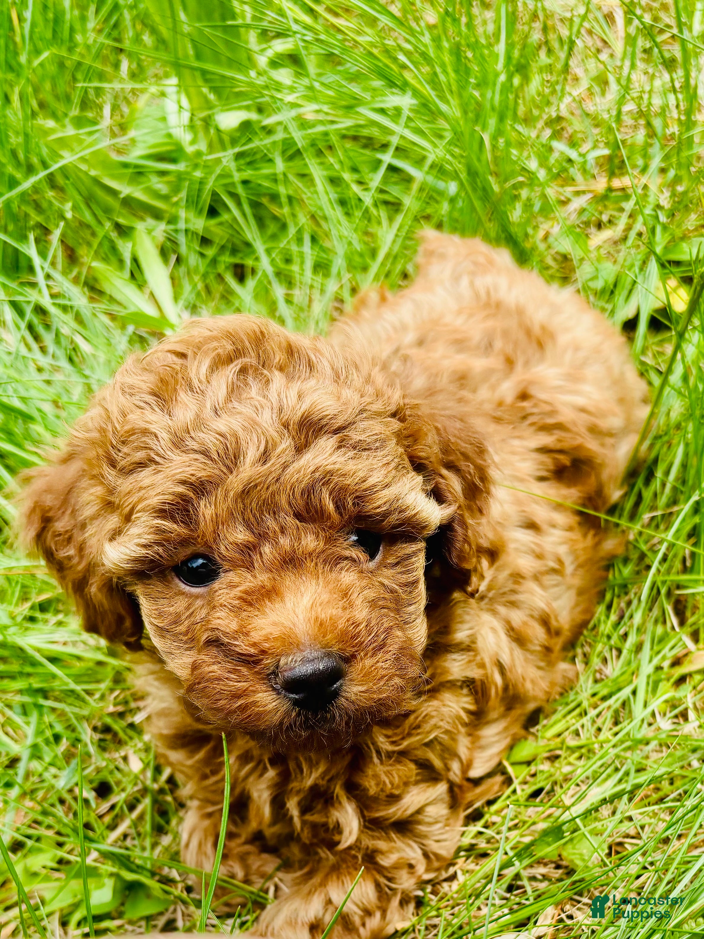 Toy Poodle dogs Toy Poodle Puppy 2 - Ad 3