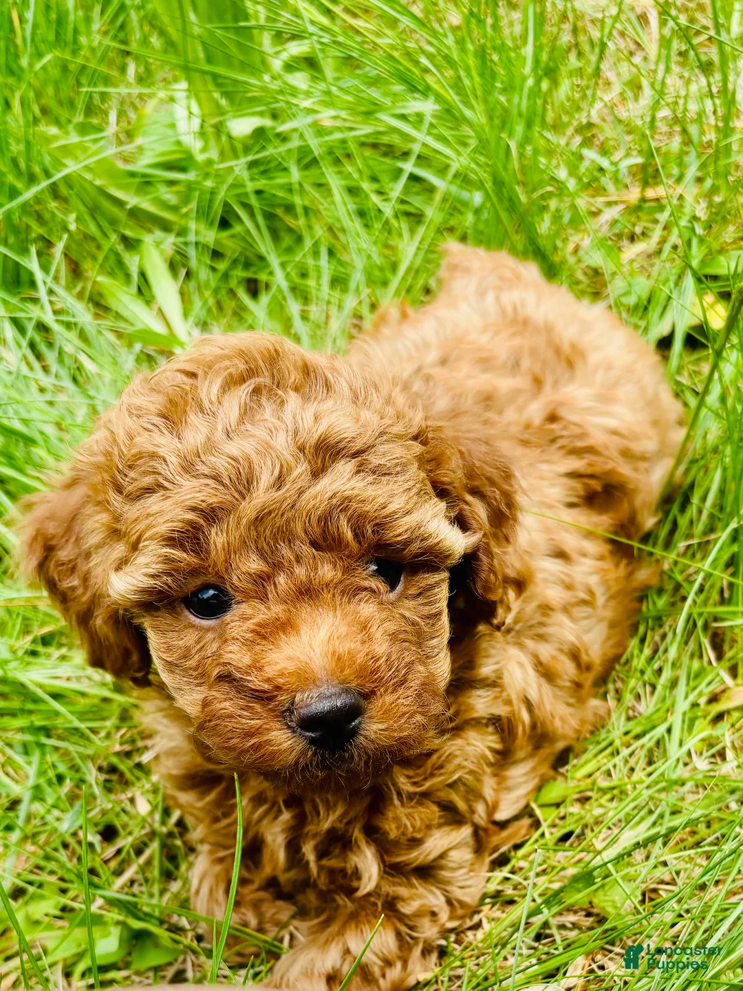 Toy Poodle dogs for sale: Toy Poodle Puppy 2 - Ad 1