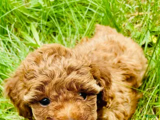 Toy Poodle dogs Toy Poodle Puppy 2 - Ad 3
