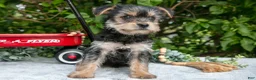 Yorkshire Terrier dogs for sale: Elvis - Ad 3