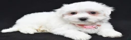Maltese dogs for sale: Tiny - Ad 6