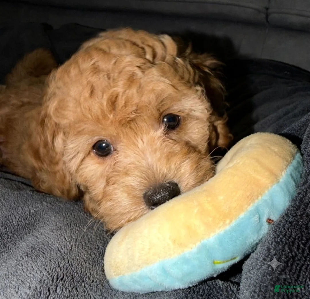 Maltipoo dogs for sale: Scamper - Ad 8
