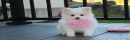 Pomeranian dogs for sale: Marshmallow  - Ad 4