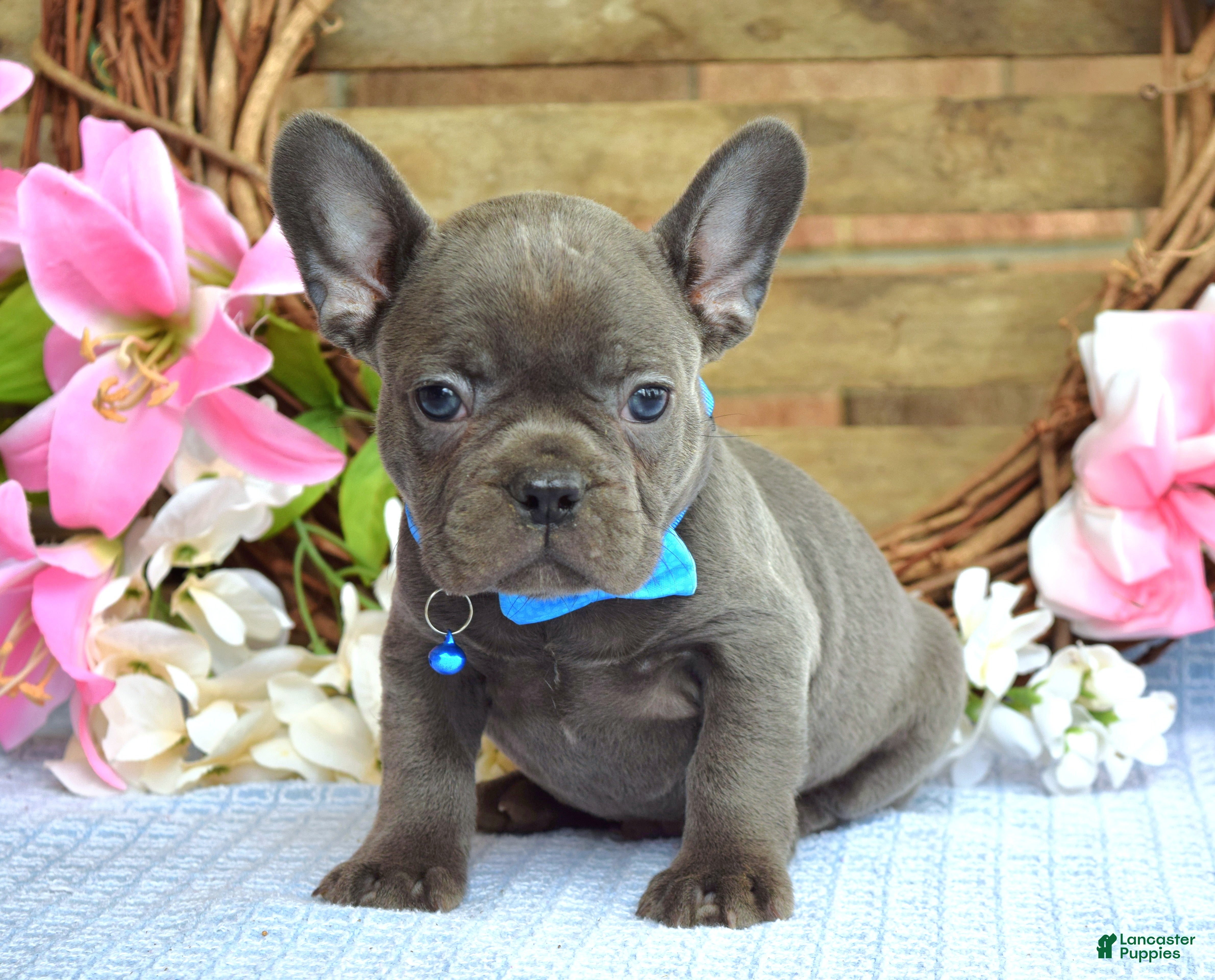 French Bulldog dogs Freddy - Ad 2