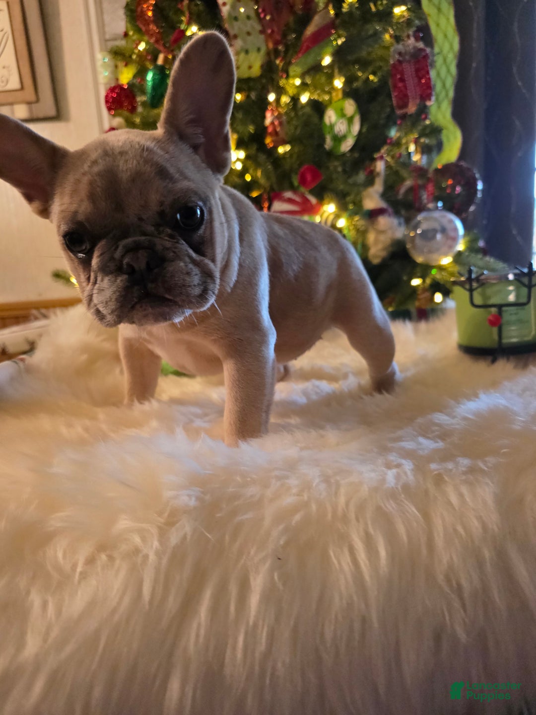 French Bulldog dogs for sale: French Bulldog chanel - Ad 5