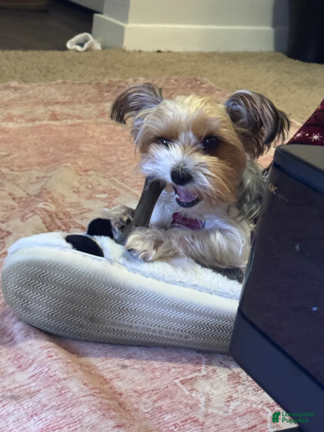 Yorkshire Terrier dogs for sale: Pickle - Ad 18