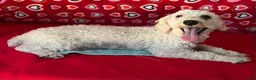 Toy Poodle dogs for sale: Milton - Ad 8