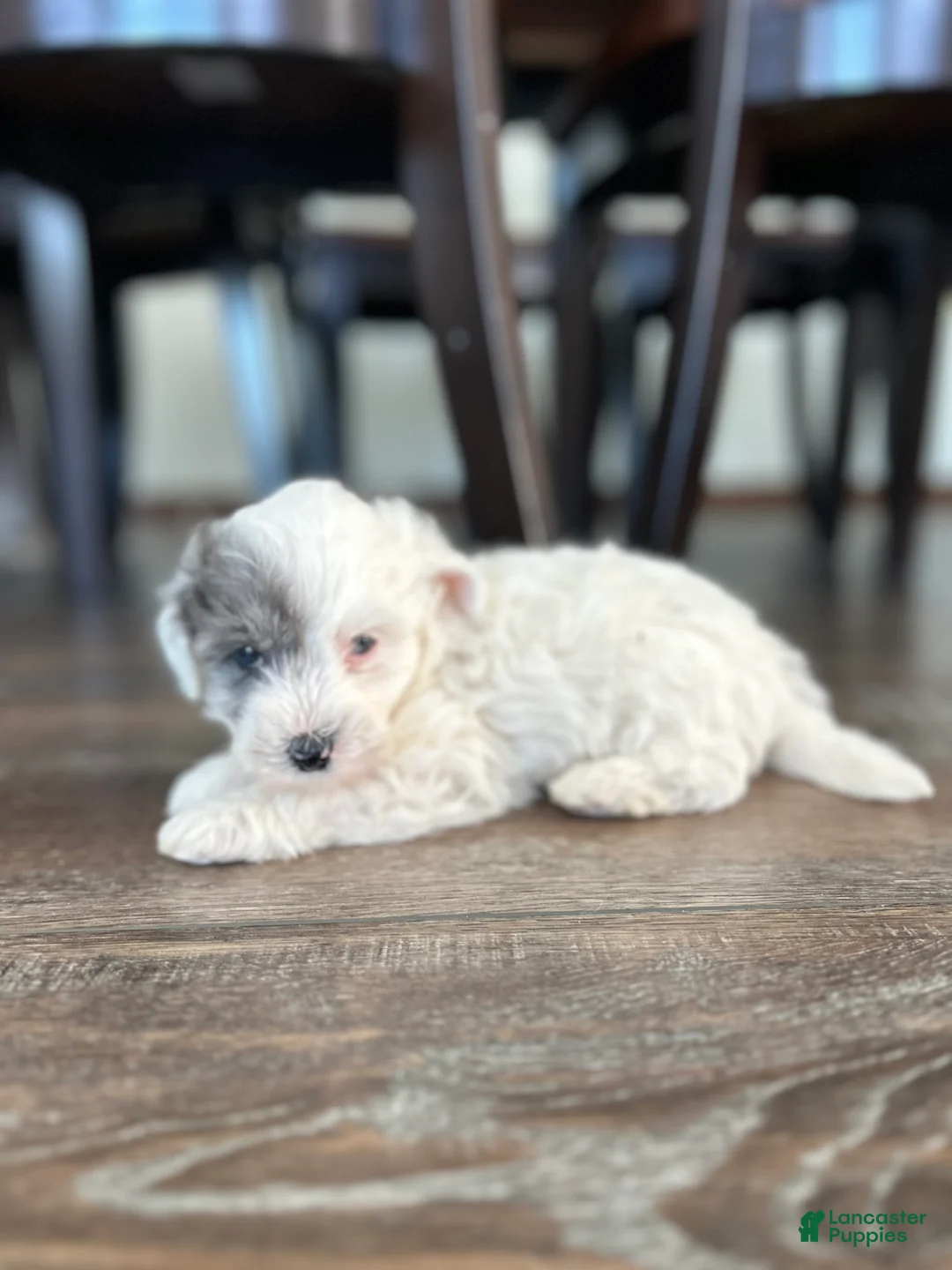 Mixed Breed dogs for sale: Scout - Ad 9