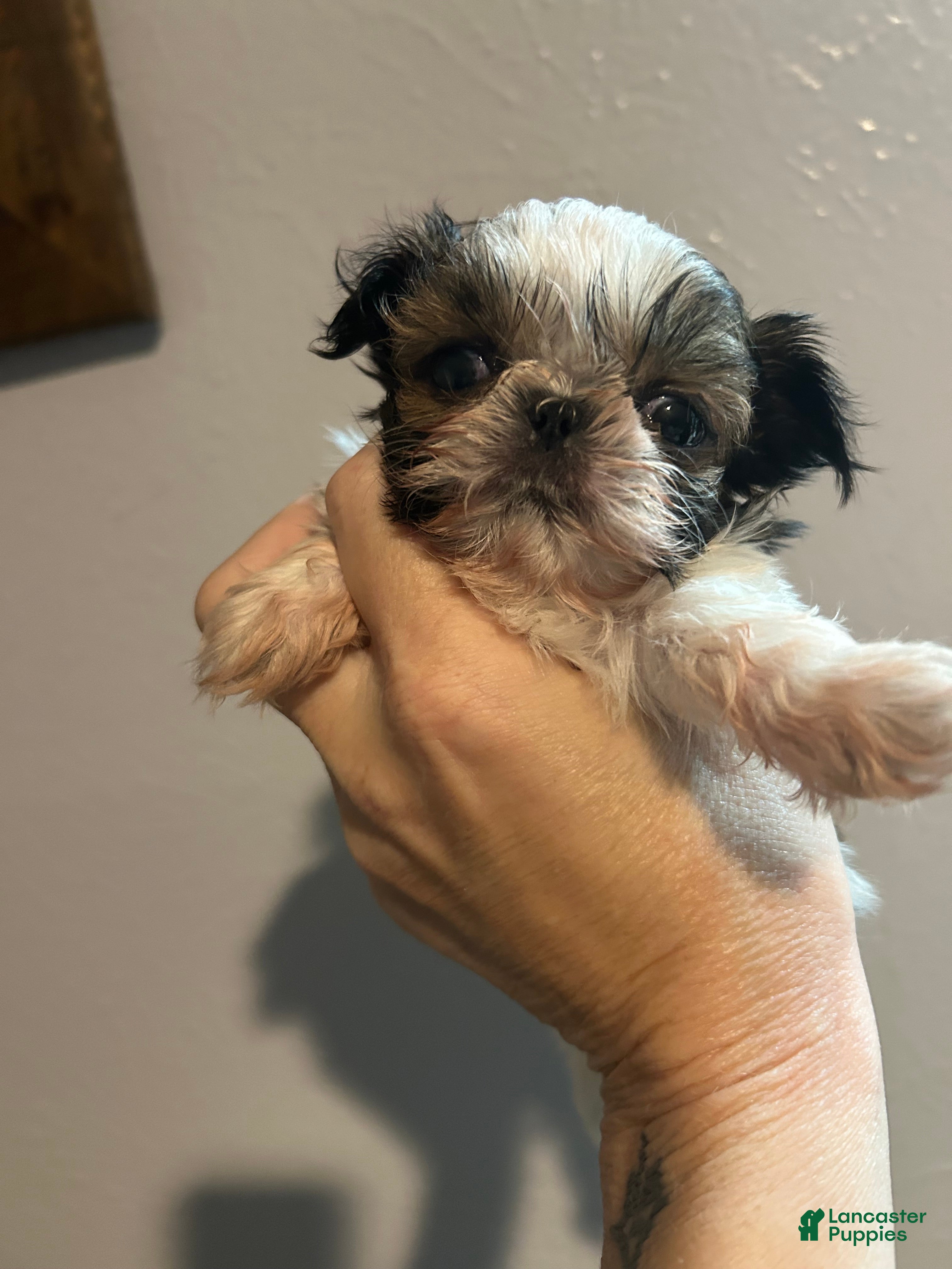 Shih Tzu dogs Jewel - Ad 13