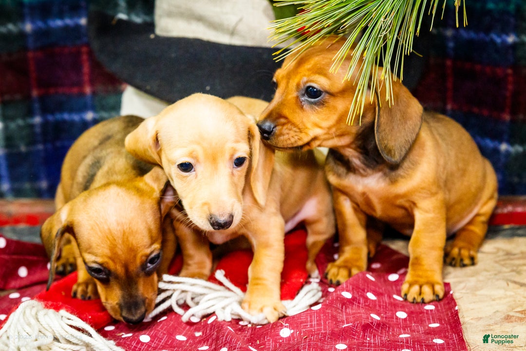 Miniature Dachshund dogs for sale: Tucker - Ad 14