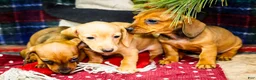 Miniature Dachshund dogs for sale: Tammy - Ad 17