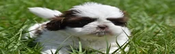 Shih Tzu dogs for sale: Shih Tzu Puppy 1 - Ad 1