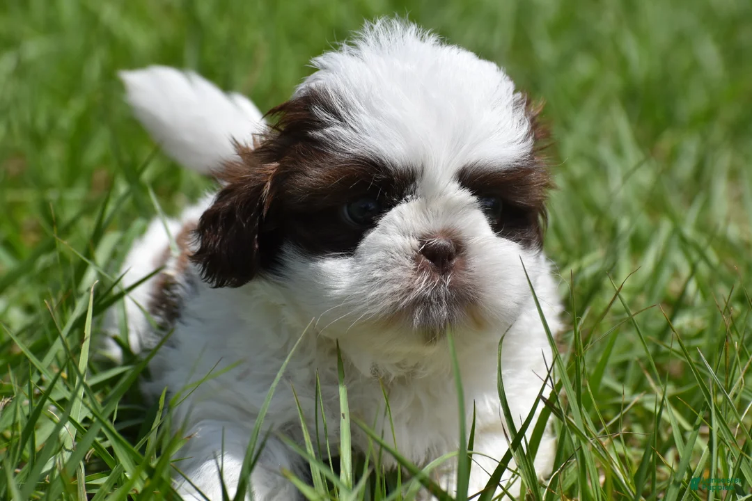 Shih Tzu dogs for sale: Shih Tzu Puppy 1 - Ad 1
