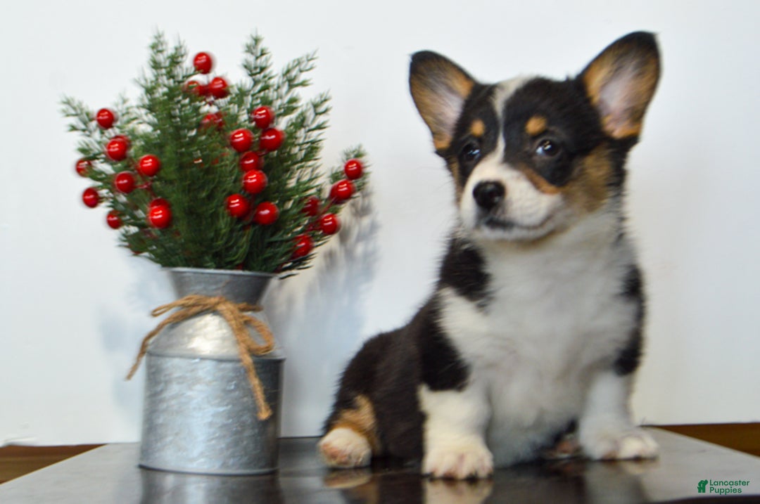 Welsh Corgi Pembroke dogs for sale: Hayley - Ad 4