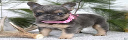 French Bulldog dogs for sale: Princes - Ad 2