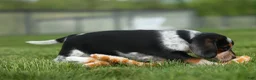 Beagle dogs for sale:  Cypress 🦴🐶 - Ad 14