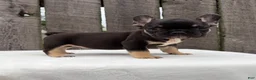 French Bulldog dogs for sale: Austin  - Ad 6