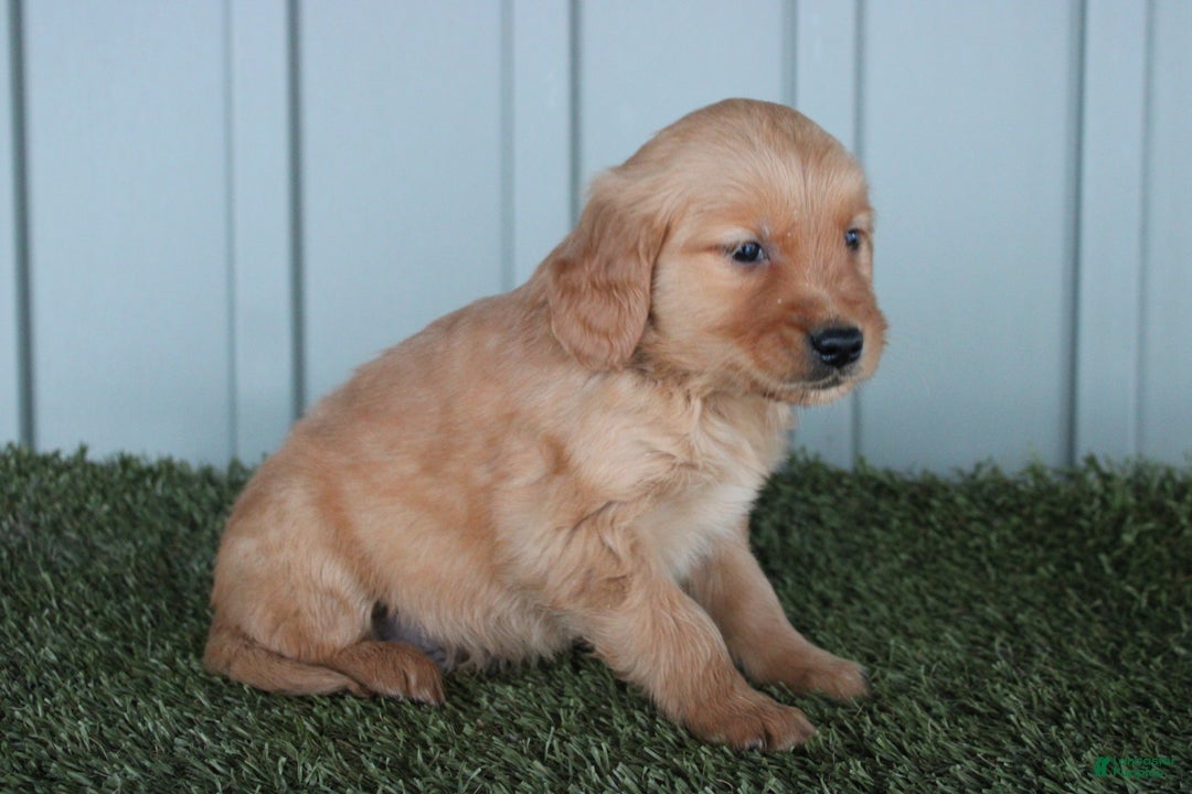 Golden Retriever dogs for sale: Golden Retriever Puppy Chase - Ad 4