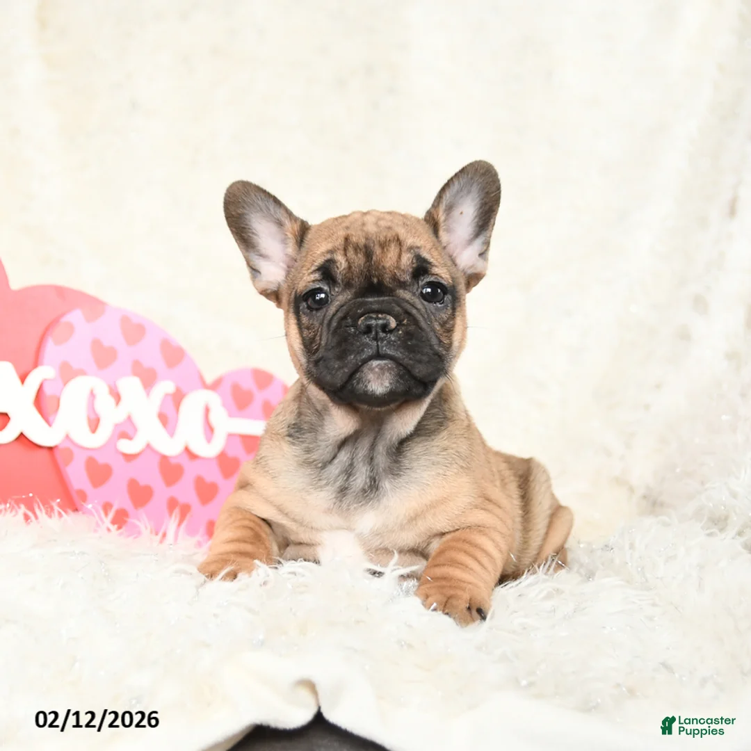 French Bulldog dogs for sale: Hazel - Ad 4