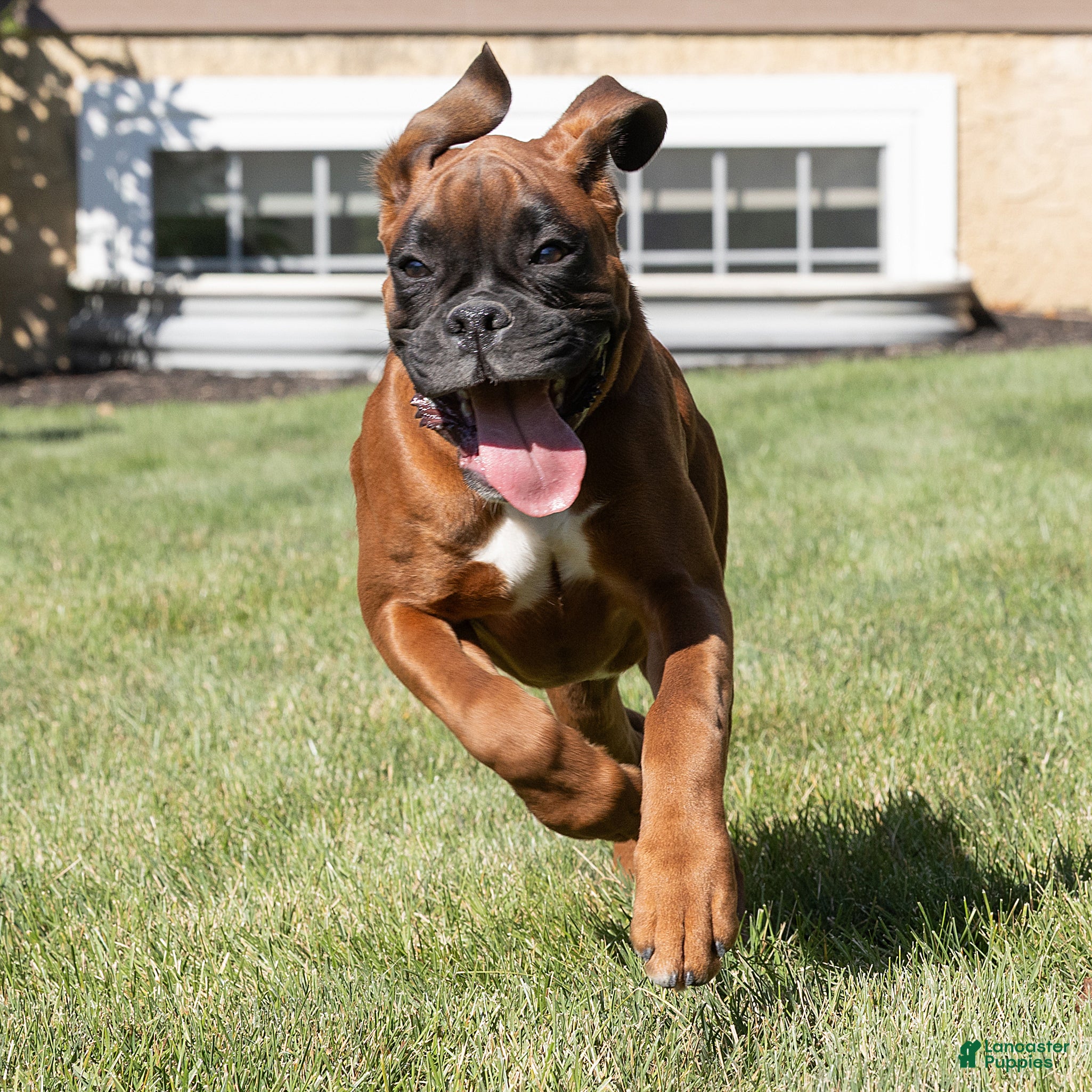 Boxer dogs for sale: Narissa Boxer  - Ad 2