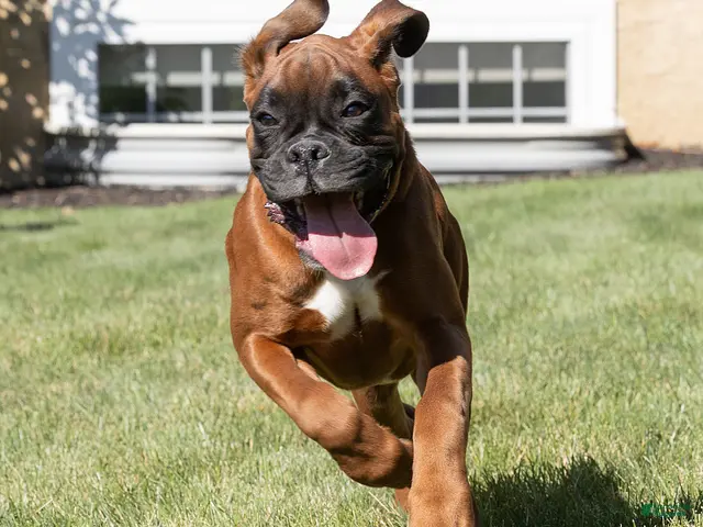Boxer dogs for sale: Narissa Boxer - Ad 2