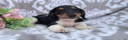 Miniature Dachshund dogs for sale: Hazel - Ad 5