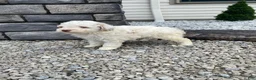Miniature Poodle dogs for sale: Logan - Ad 4