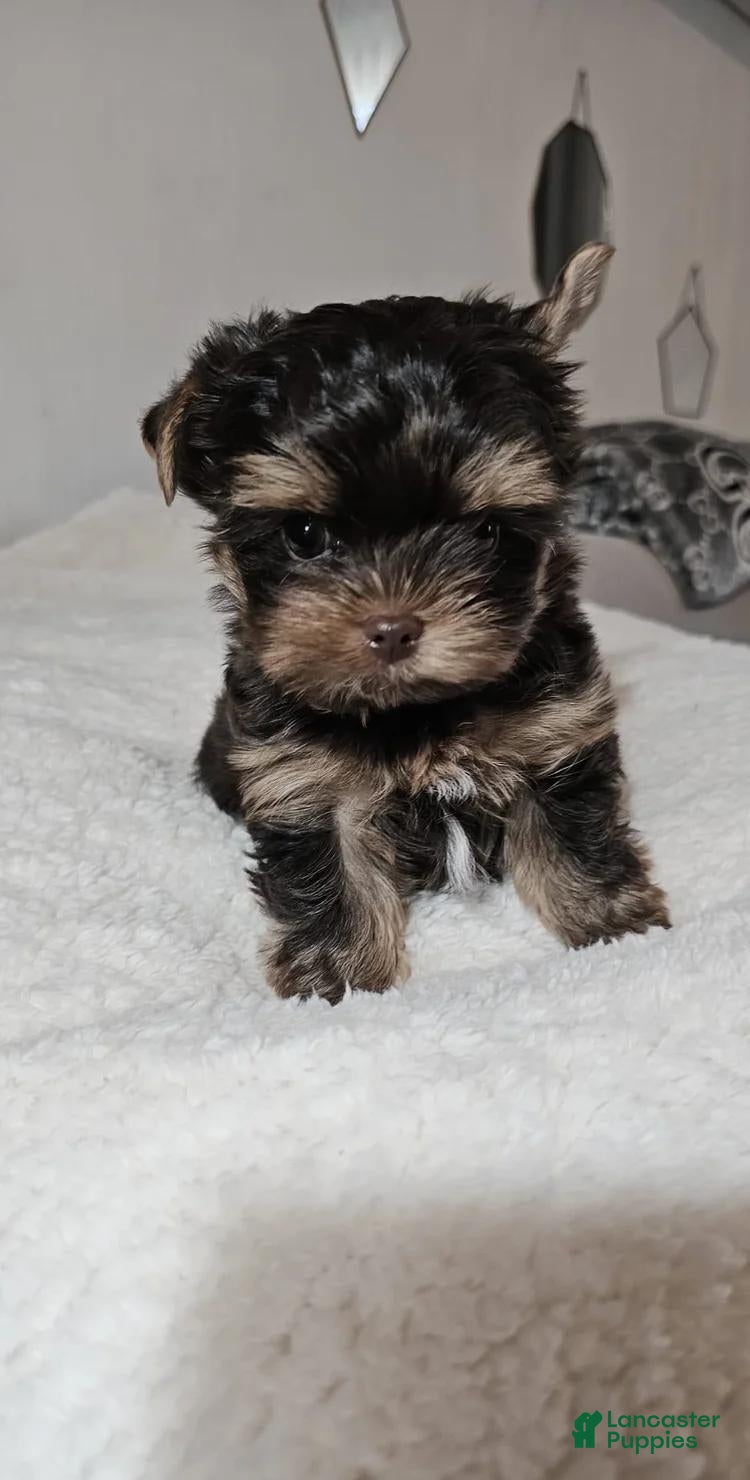 Yorkshire Terrier dogs Muffin - Ad 35