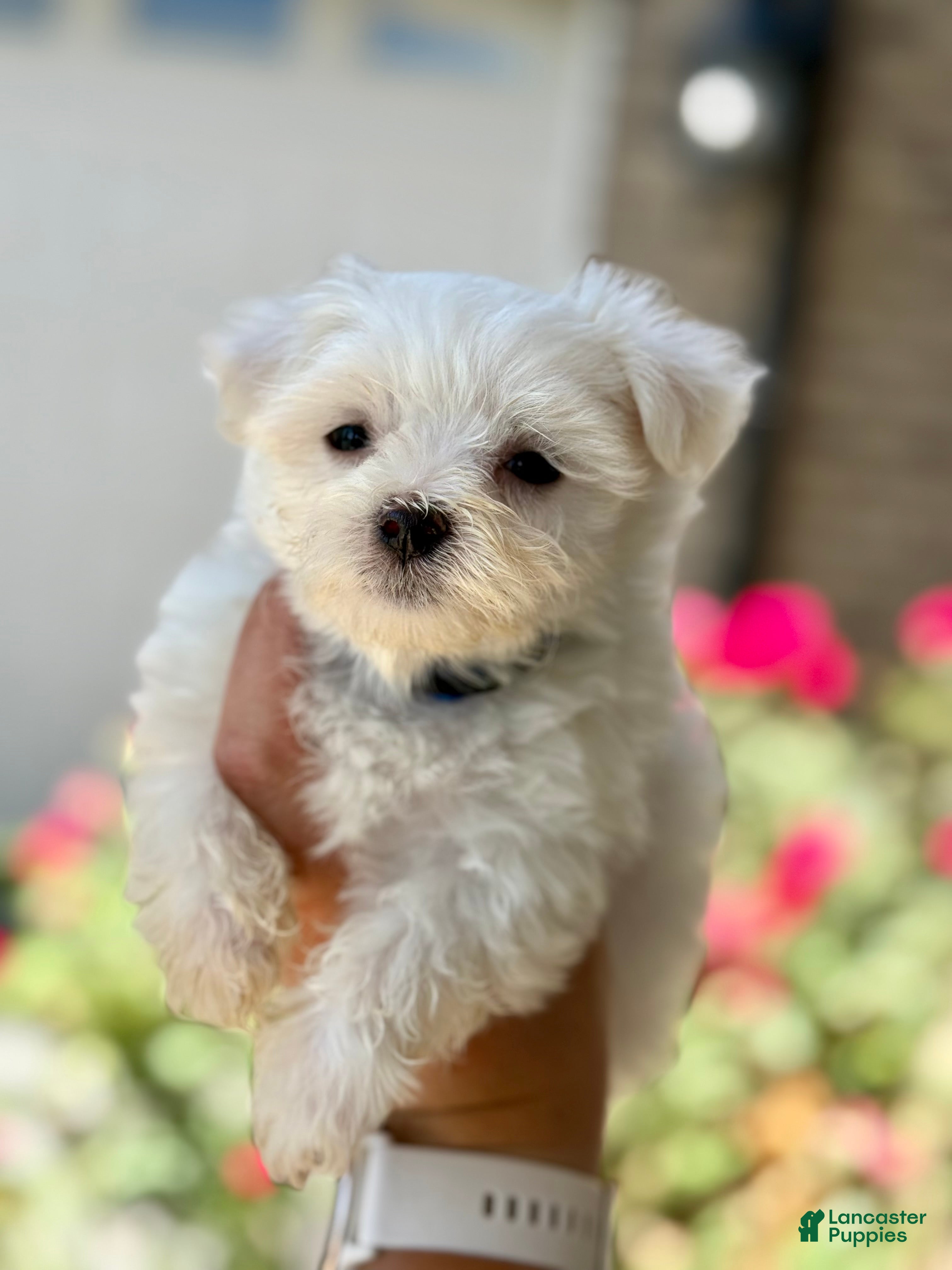 Maltese dogs Maltese 2 - Ad 1