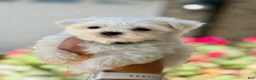Maltese dogs for sale: Maltese 2 - Ad 1