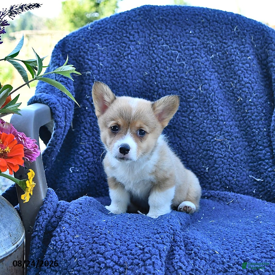 Welsh Corgi Pembroke dogs Archie - Ad 1
