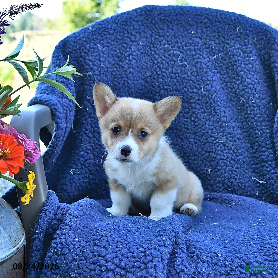Welsh Corgi Pembroke dogs for sale: Archie - Ad 1