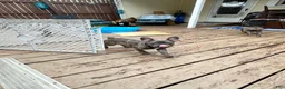 French Bulldog dogs for sale: French Bulldog 1 - Ad 5