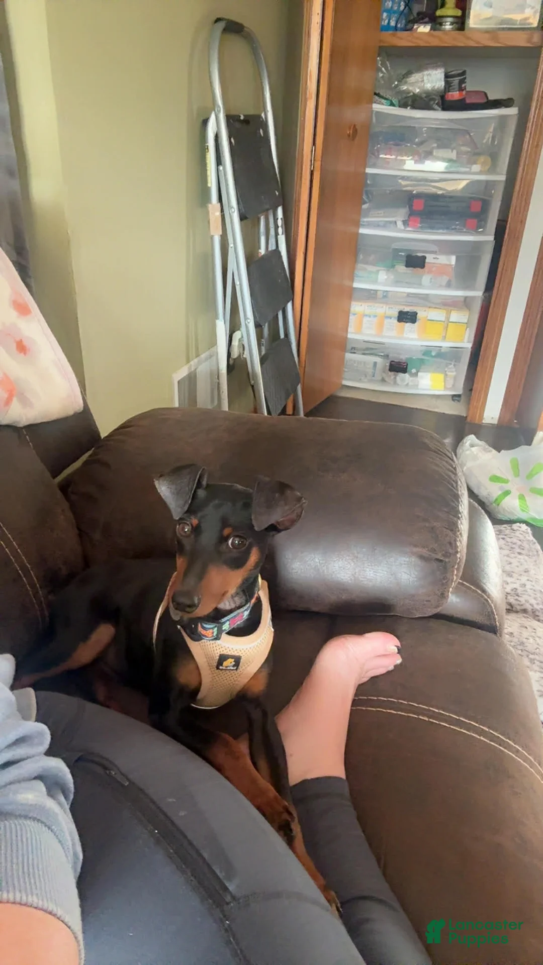 Miniature Pinscher dogs for sale: Miniature Pinscher Puppy 1 - Ad 1