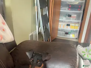 Miniature Pinscher dogs Miniature Pinscher Puppy 1 - Ad 15