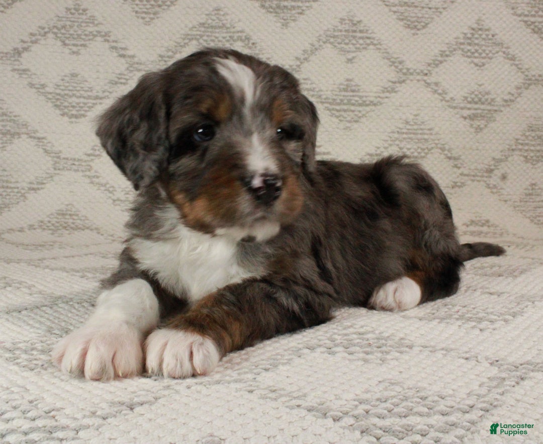 Bernedoodle dogs for sale: Marley - Ad 2