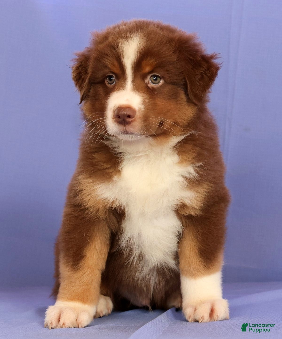 Miniature Australian Shepherd dogs Austin - Ad 2