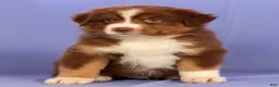 Miniature Australian Shepherd dogs for sale: Austin - Ad 2