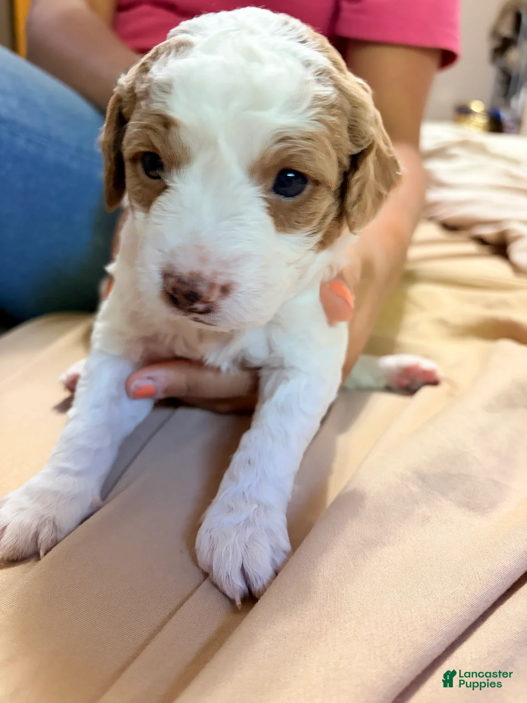 Mini Goldendoodle dogs for sale: Mini Goldendoodle Puppy 5 - Ad 2