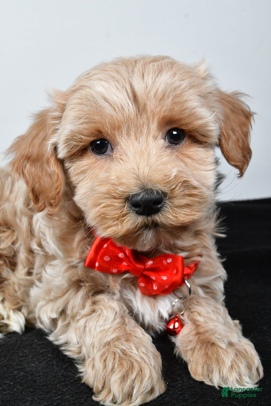 Maltipoo dogs for sale: Sanford - Ad 3
