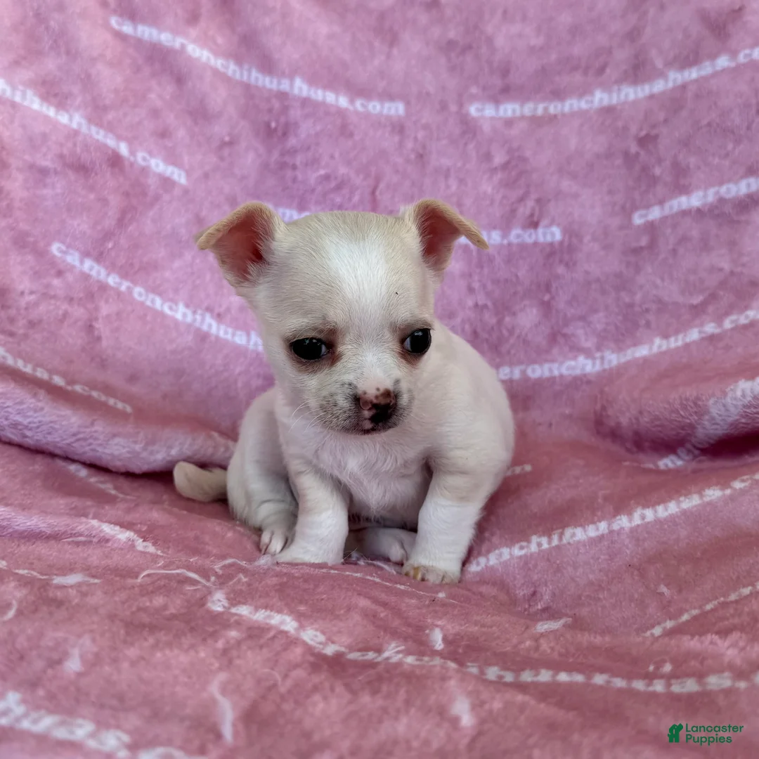 Chihuahua dogs for sale: Chloe Smooth Coat Cream - Ad 1