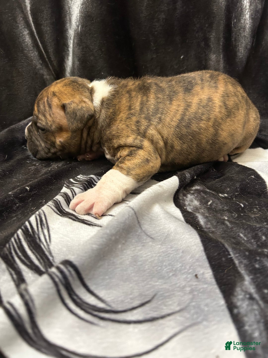American Bully dogs for sale: American Bully Puppy 3 - Ad 10